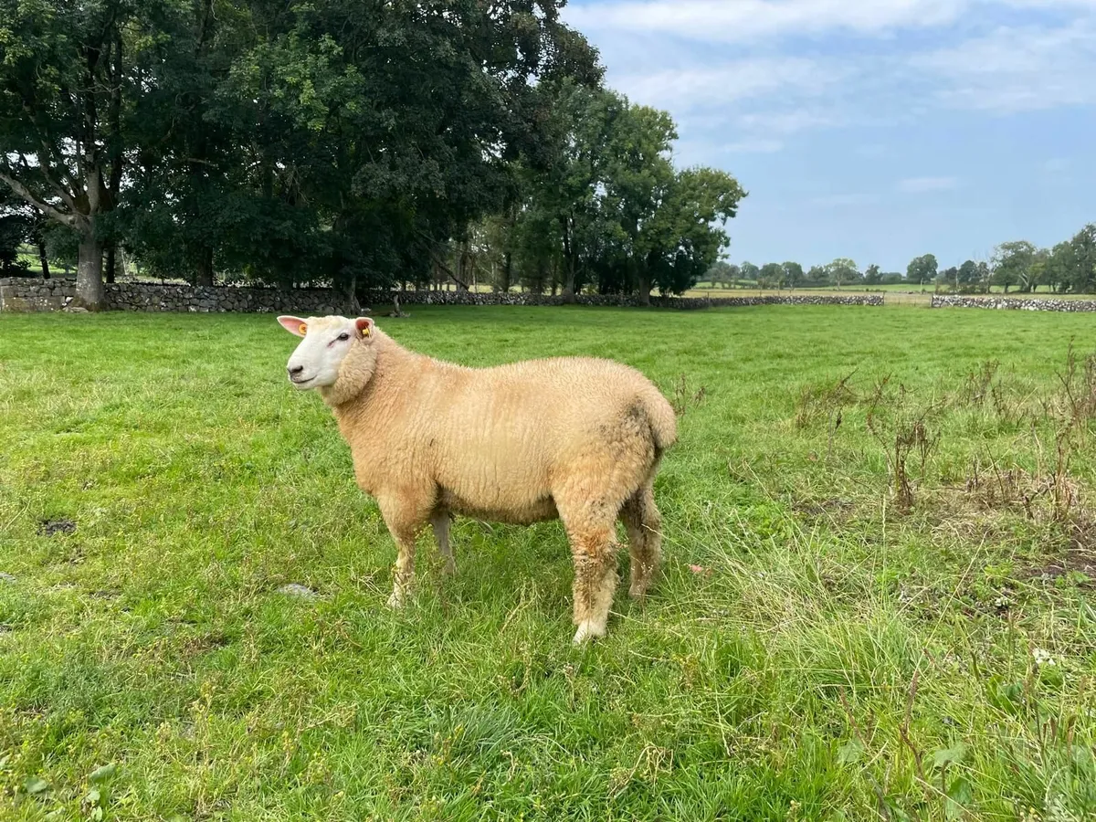 PB Reg Galway Ram Lamb (SIS Approved) - Image 2
