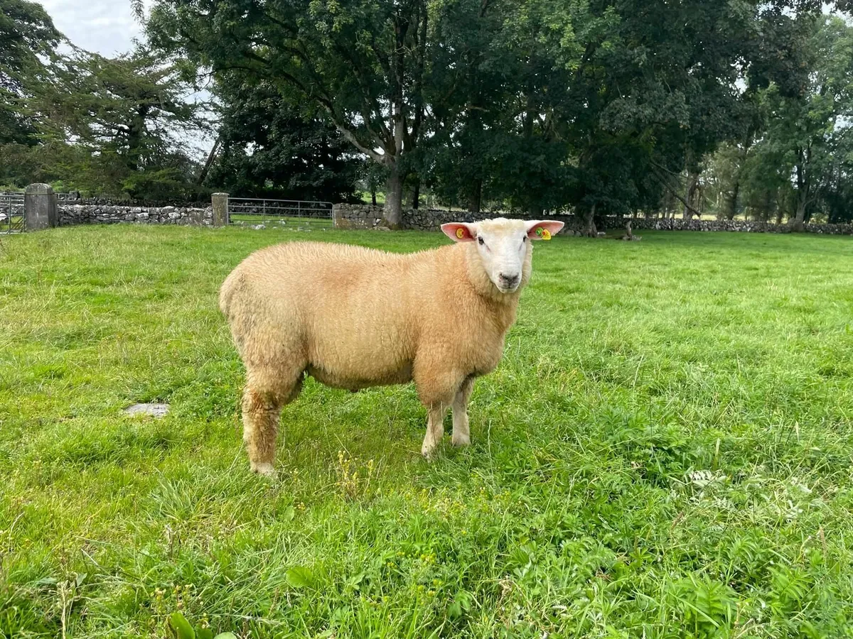PB Reg Galway Ram Lamb (SIS Approved) - Image 1