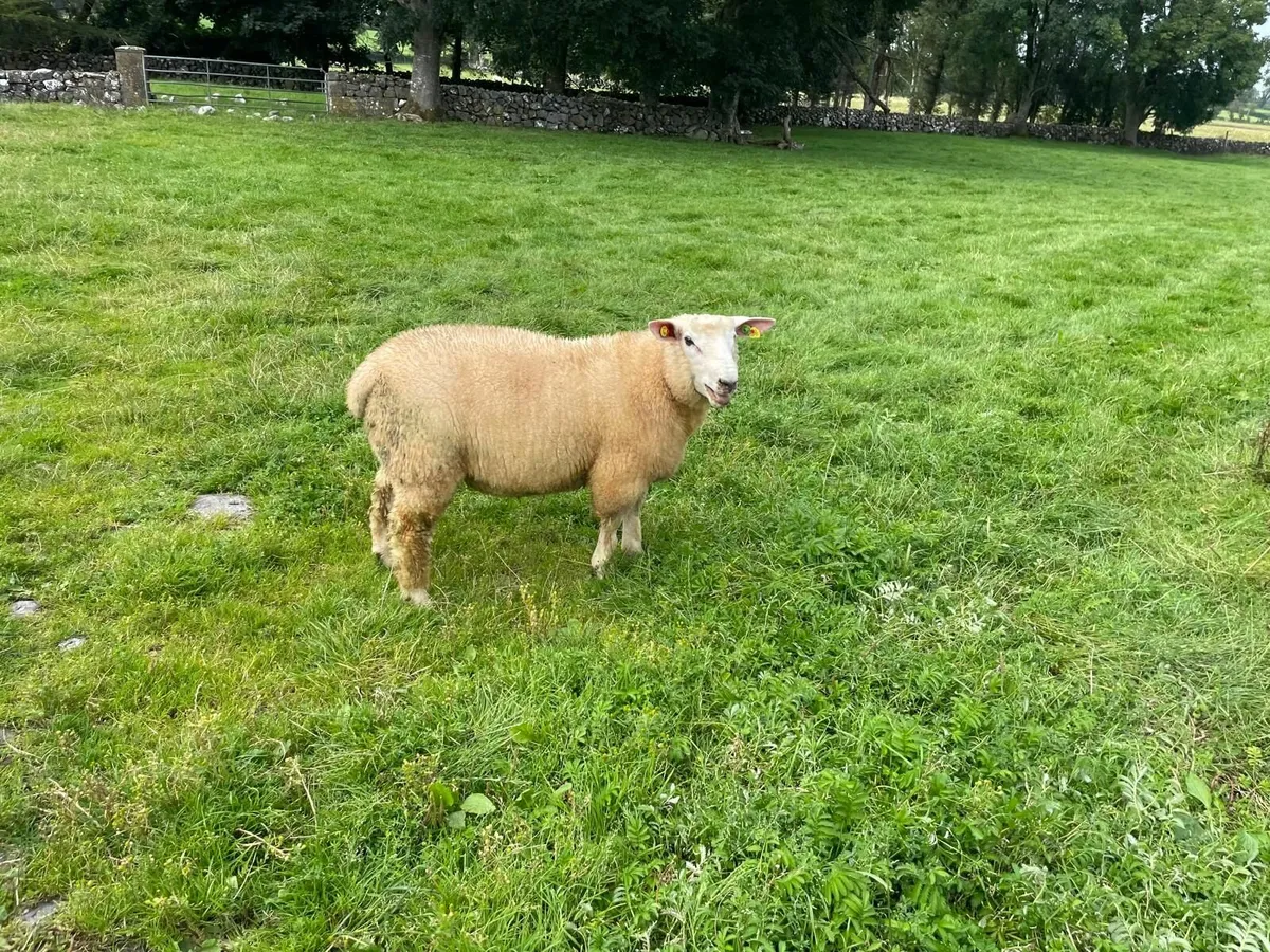 PB Reg Galway Ram Lamb (SIS Approved) - Image 4