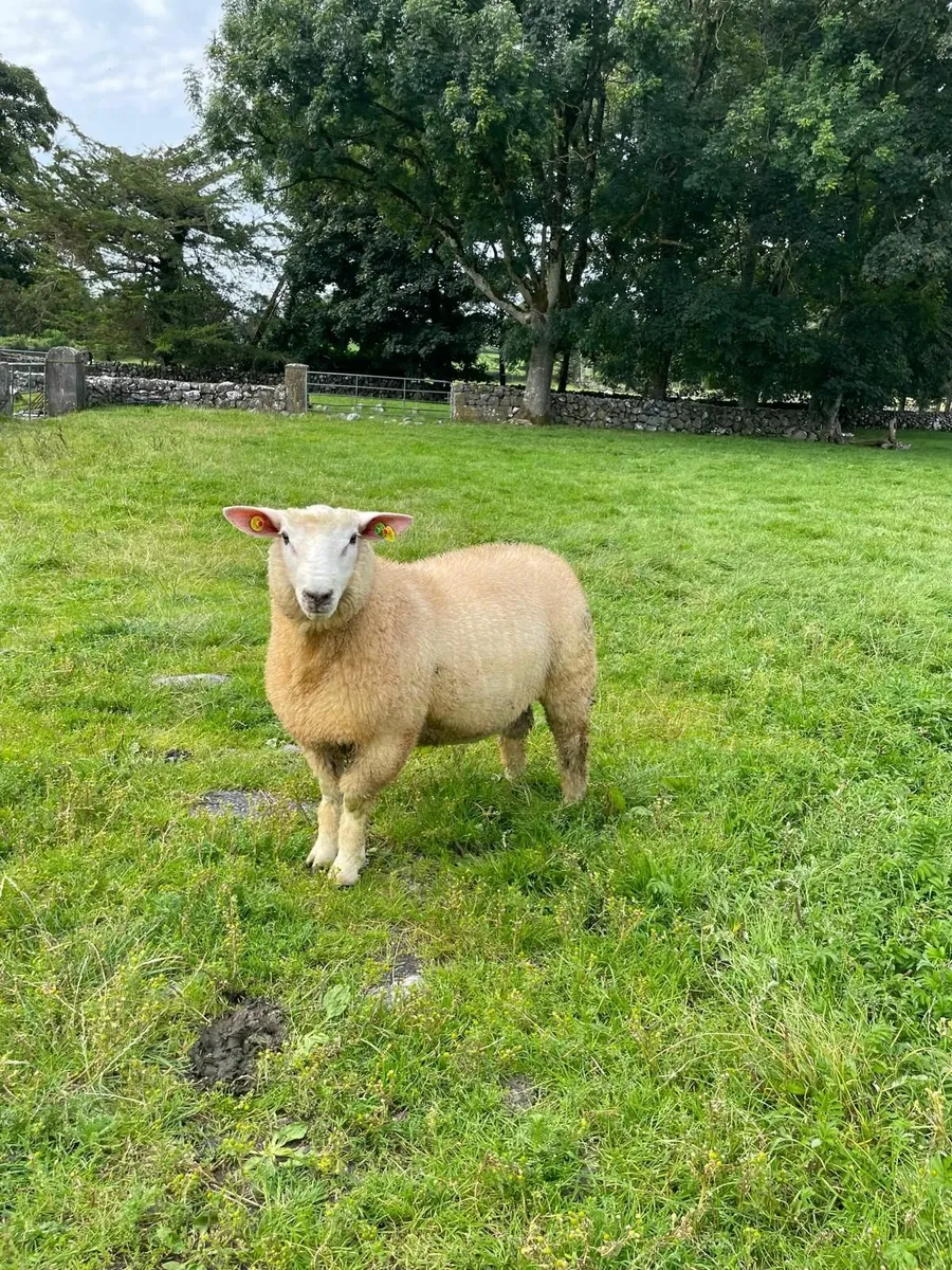PB Reg Galway Ram Lamb (SIS Approved) - Image 3
