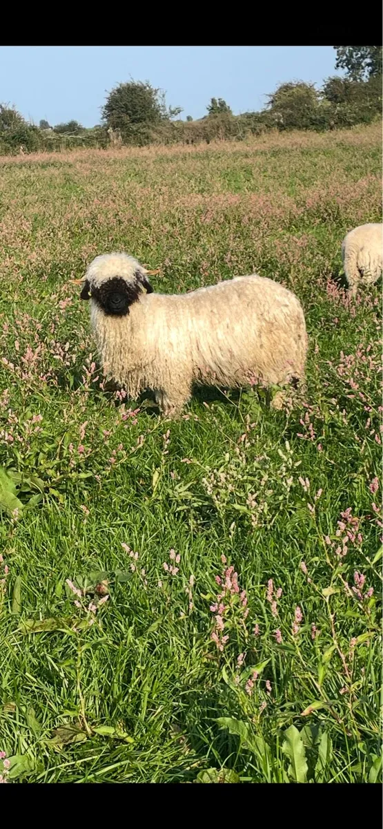 Purebred Valais blacknose lambs - Image 1