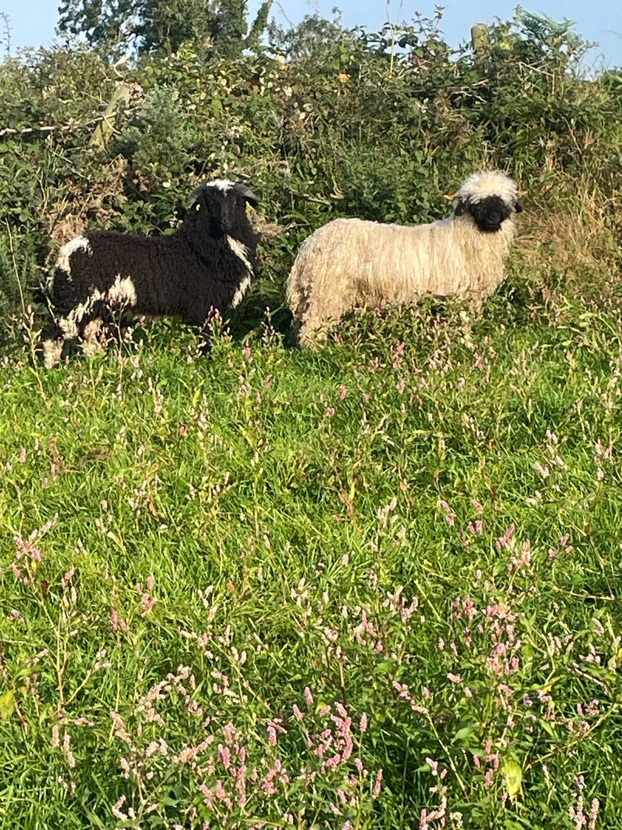 Purebred Valais blacknose lambs - Image 2