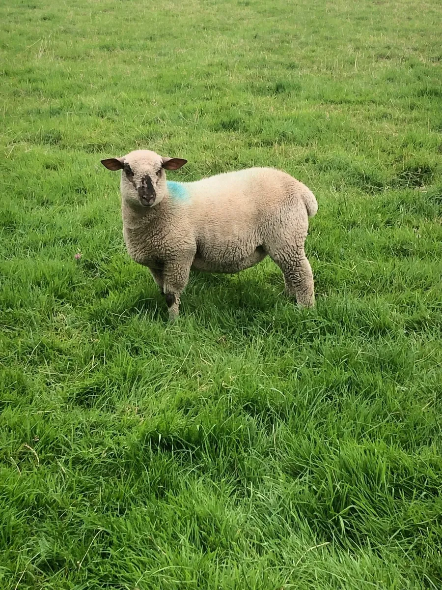 4 super Ewe lambs for sale - Image 3