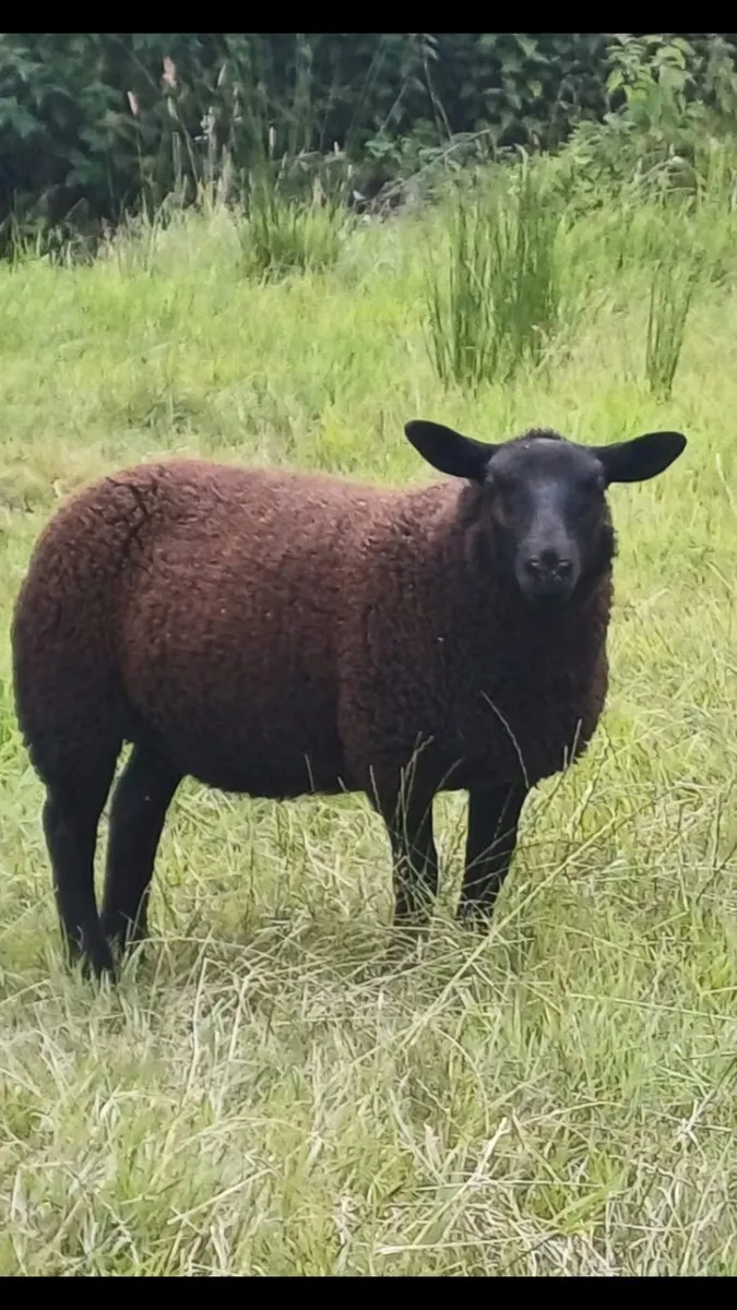 4 super Ewe lambs for sale - Image 2