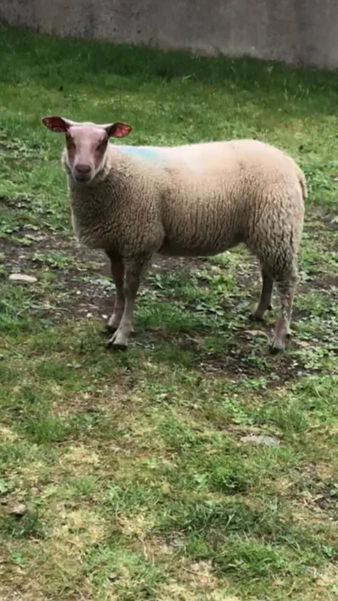 4 super Ewe lambs for sale - Image 4
