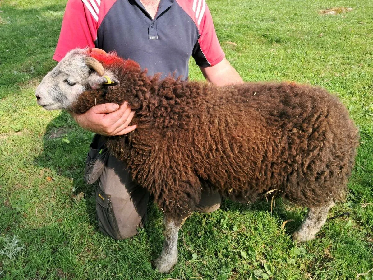 Herdwick Ram Lamb - Image 1