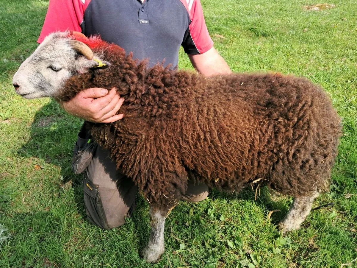 Herdwick Ram Lamb - Image 2
