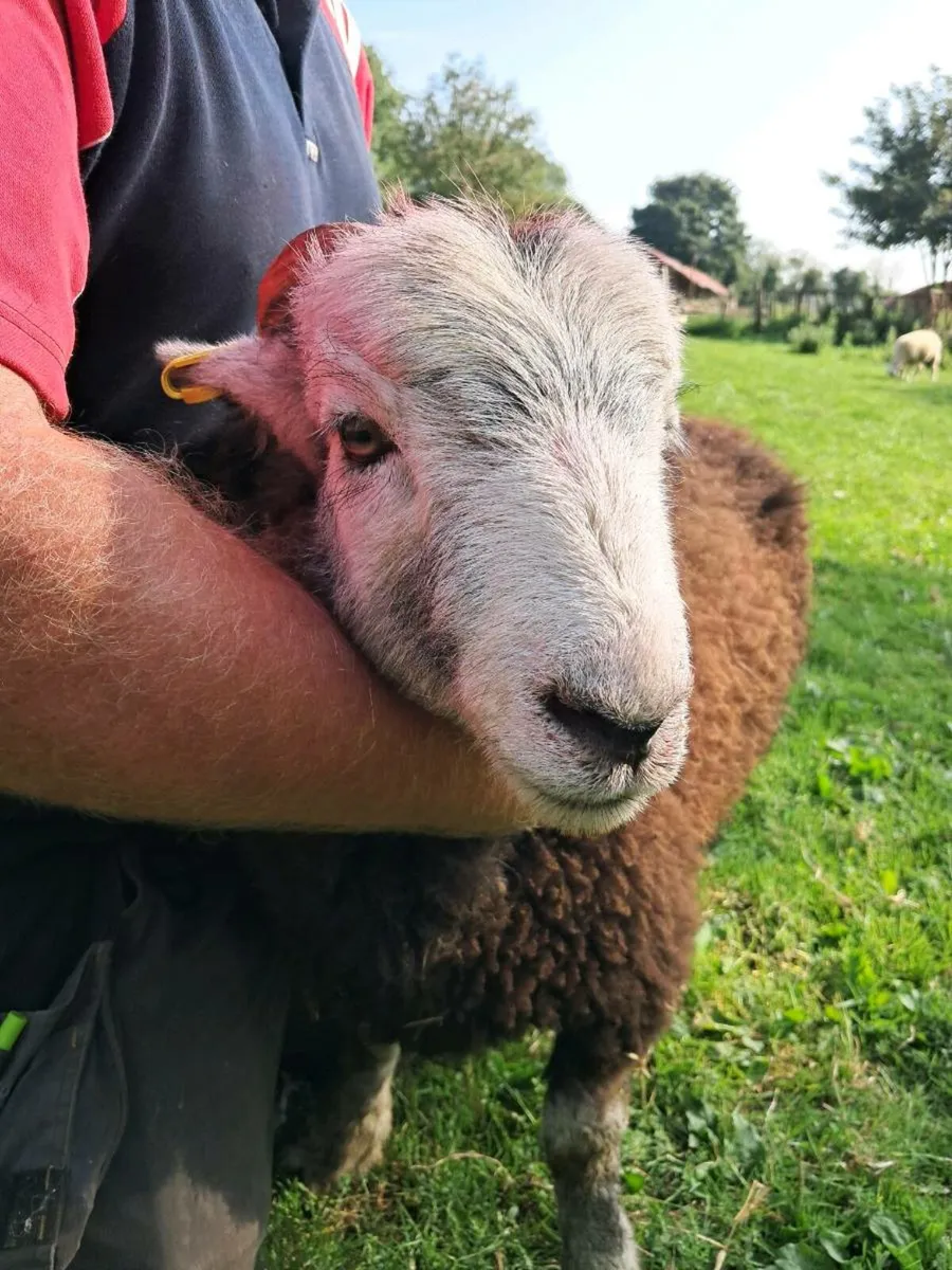 Herdwick Ram Lamb - Image 3