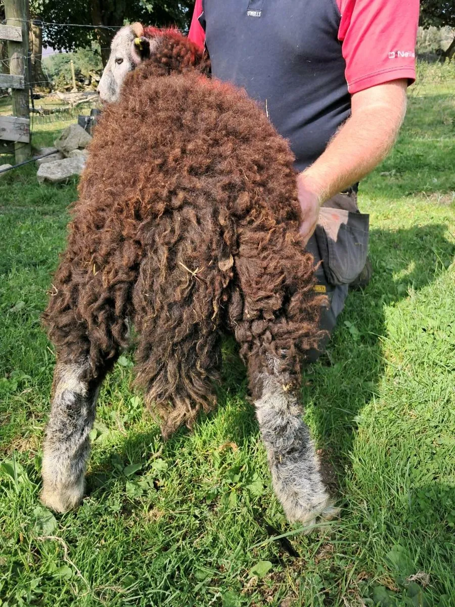 Herdwick Ram Lamb - Image 4