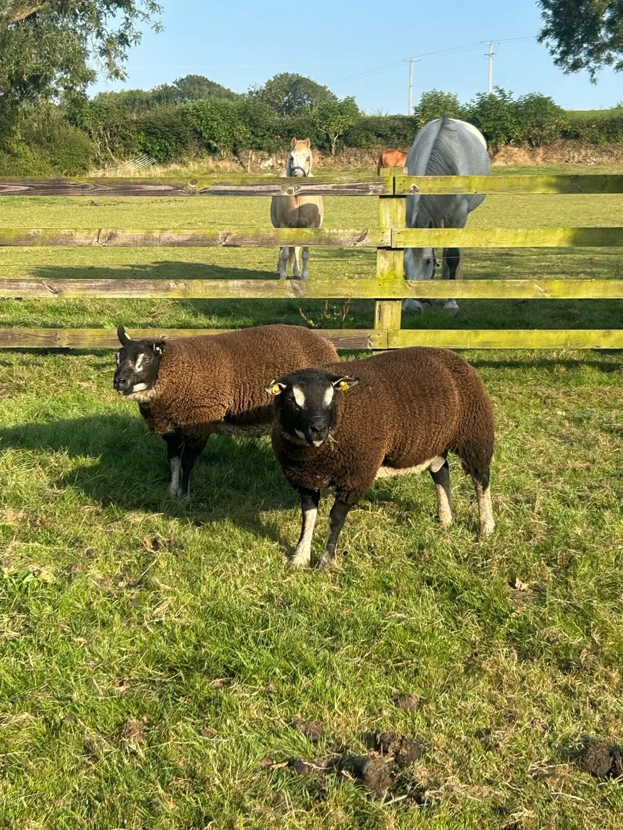 Badgerface ram lambs - Image 1