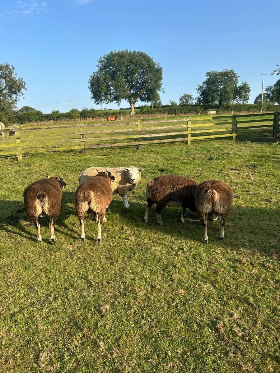 Badgerface ram lambs - Image 2