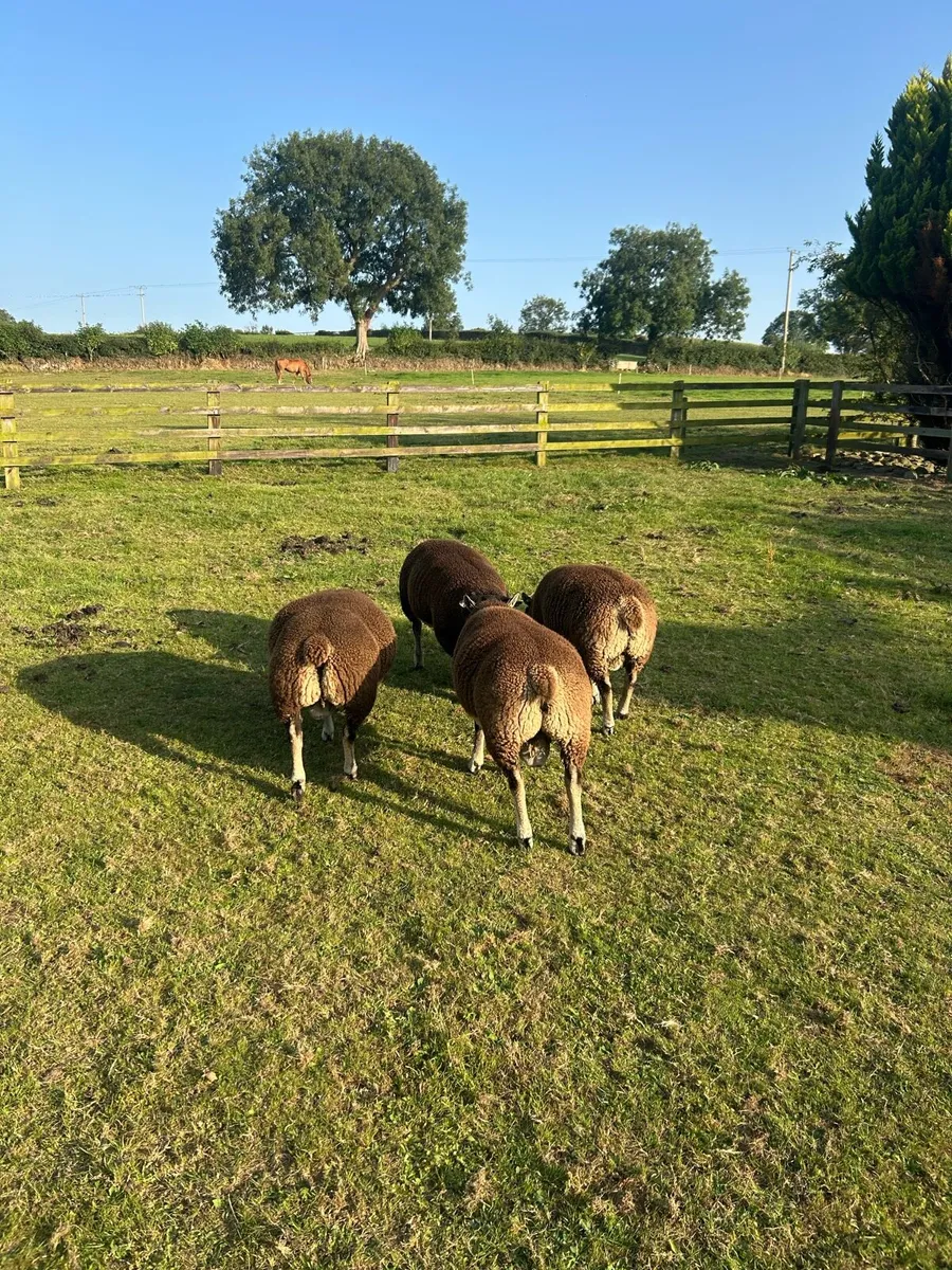 Badgerface ram lambs - Image 3