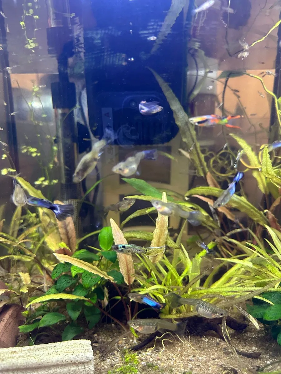 Endler Guppies – Adults €1, Fry 4 for €1