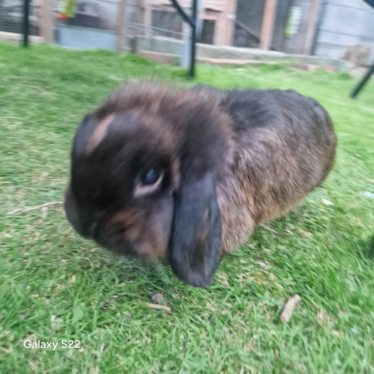 Bunnie rabbit - Image 1