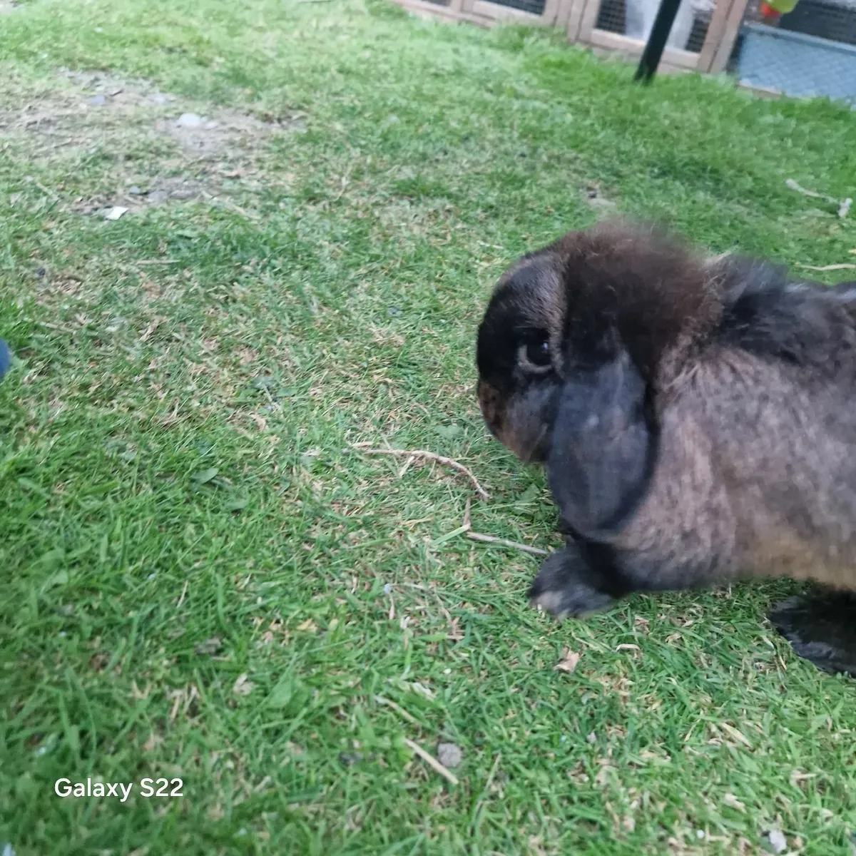 Bunnie rabbit - Image 2