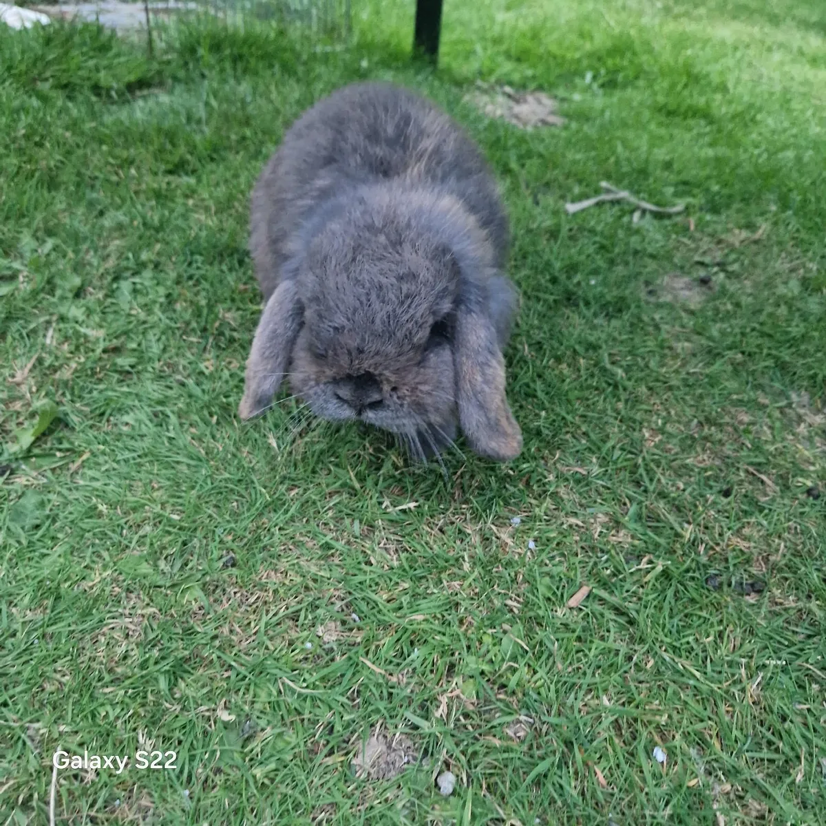 Bunnie rabbit - Image 3