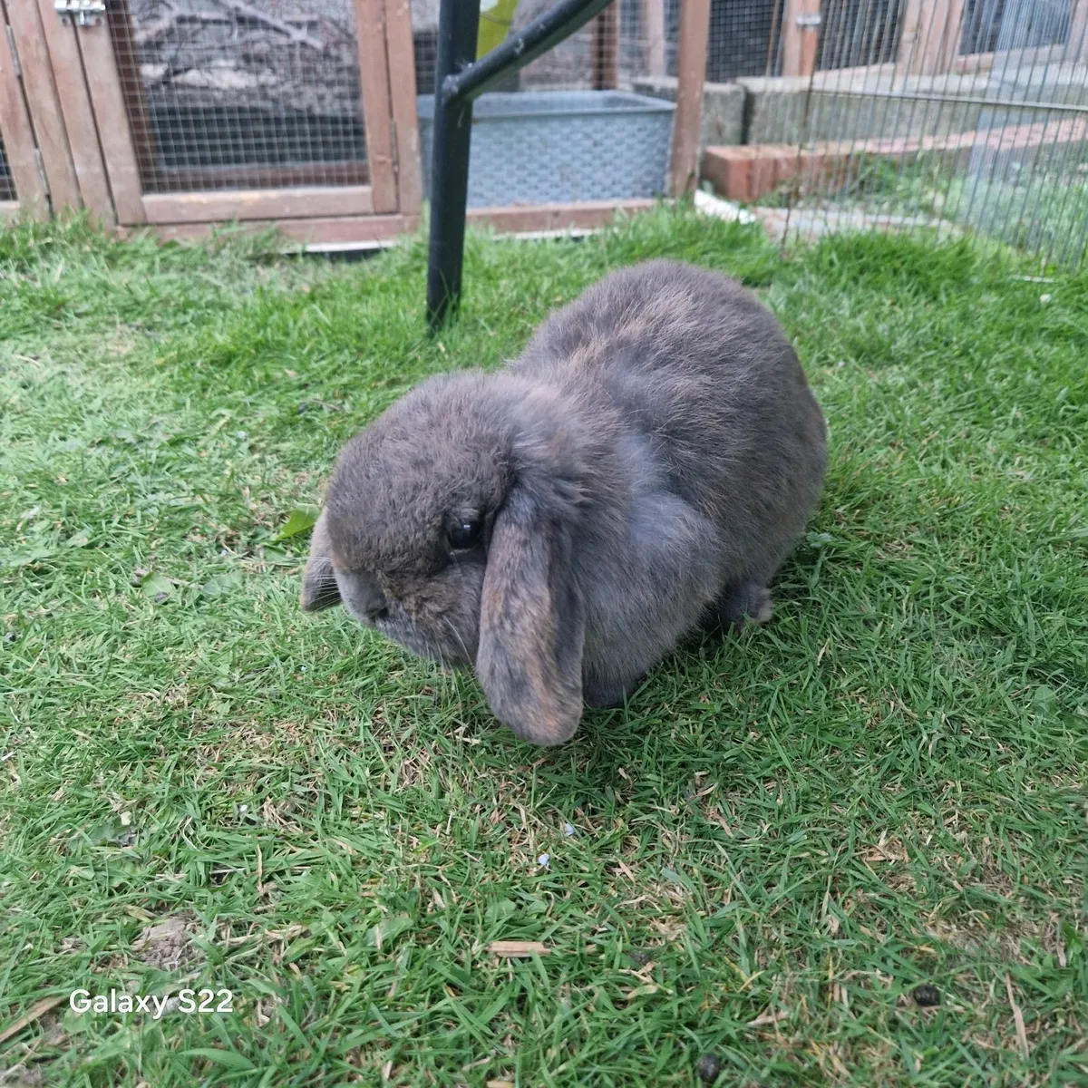 Bunnie rabbit - Image 4