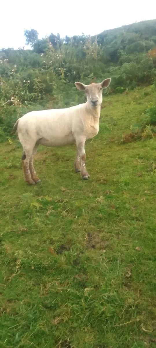 Hoggets - Image 4