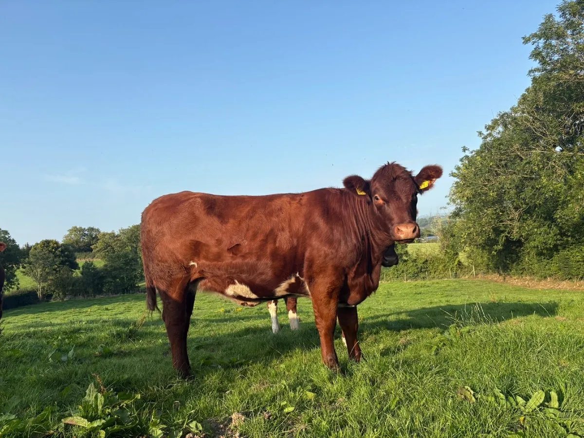 Shorthorn Heifers - Image 1
