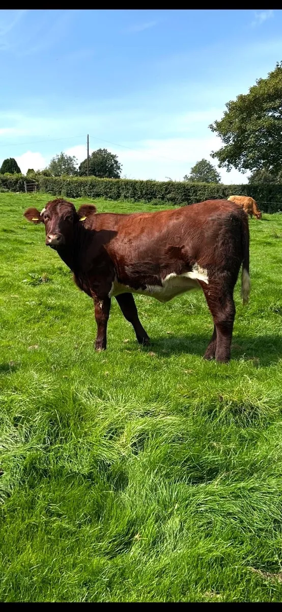 Shorthorn Heifers - Image 2