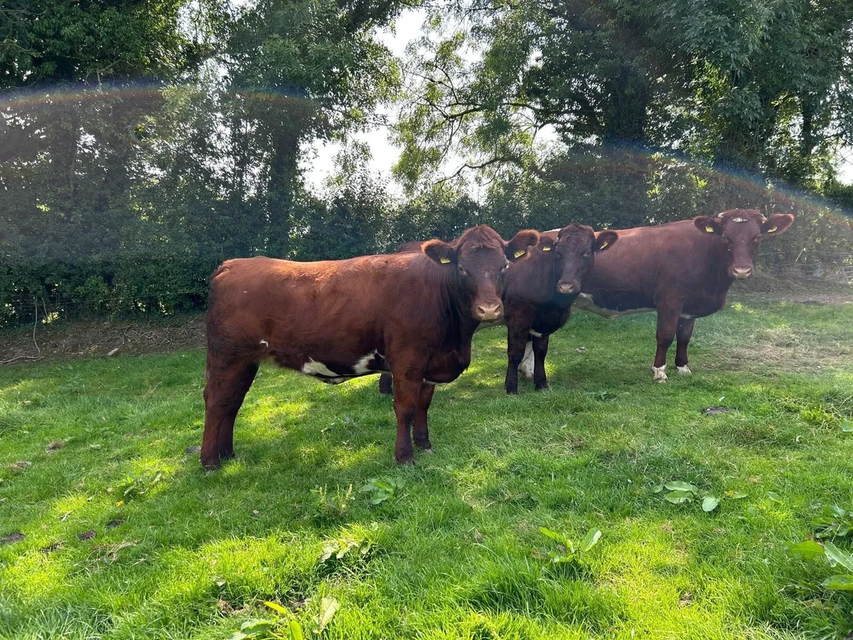 Shorthorn Heifers - Image 3