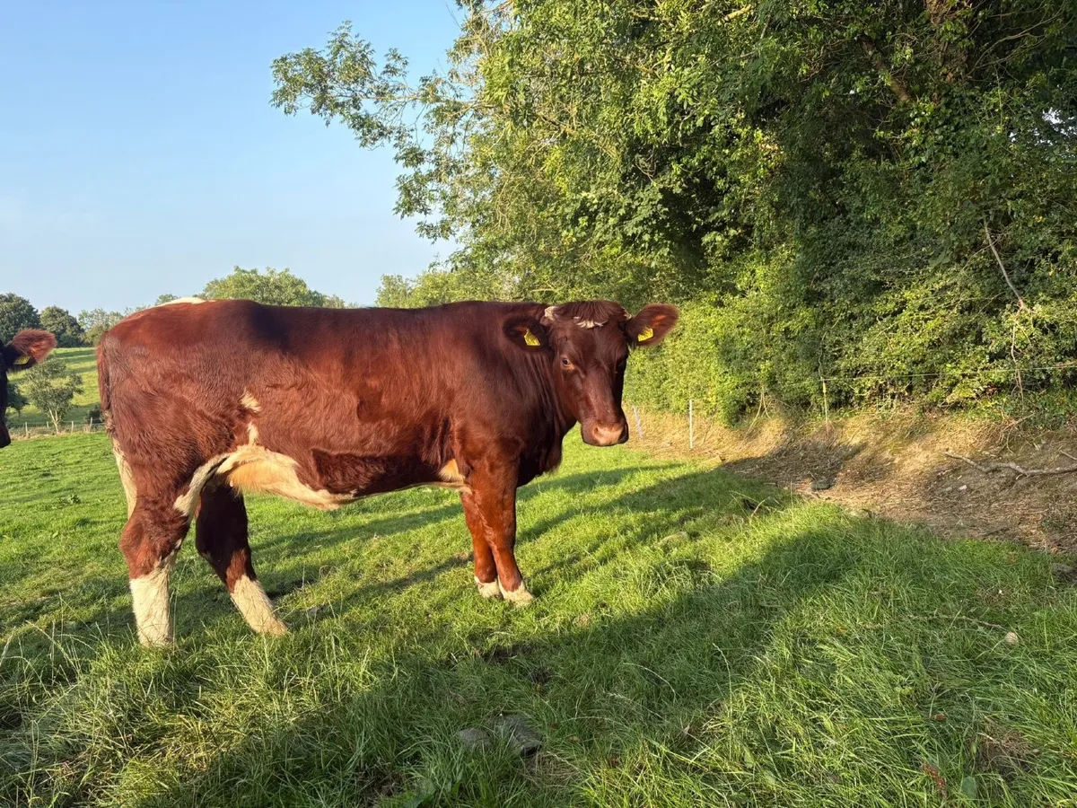 Shorthorn Heifers - Image 4