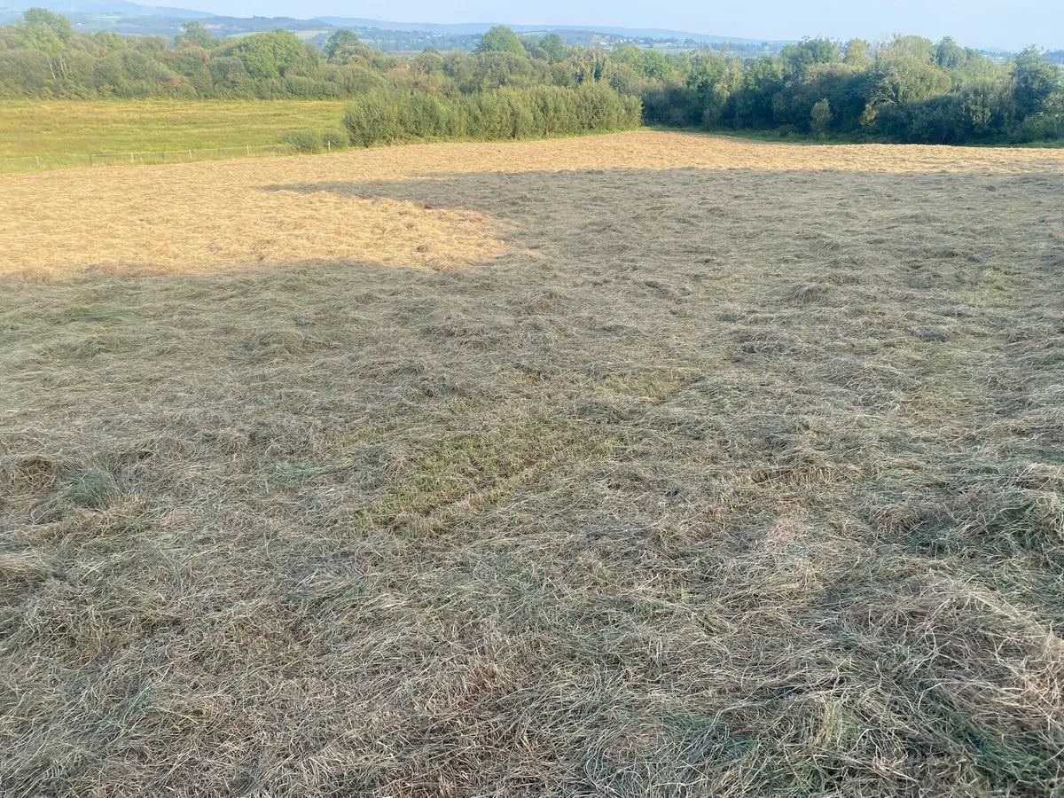 Hay - Image 3