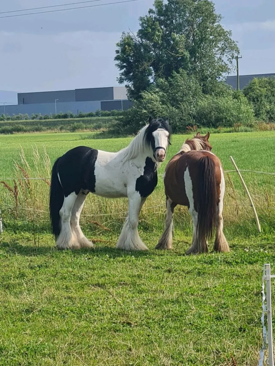 Mare and foal and 2 colts - Image 3