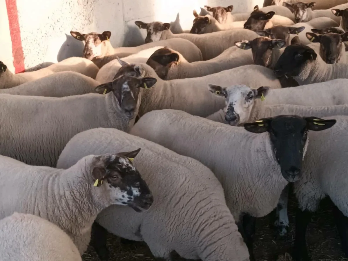 BORRIS MART THIS SATURDAY 16TH AUGUST - Image 2