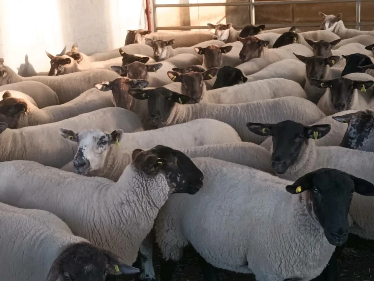 BORRIS MART THIS SATURDAY 16TH AUGUST - Image 3