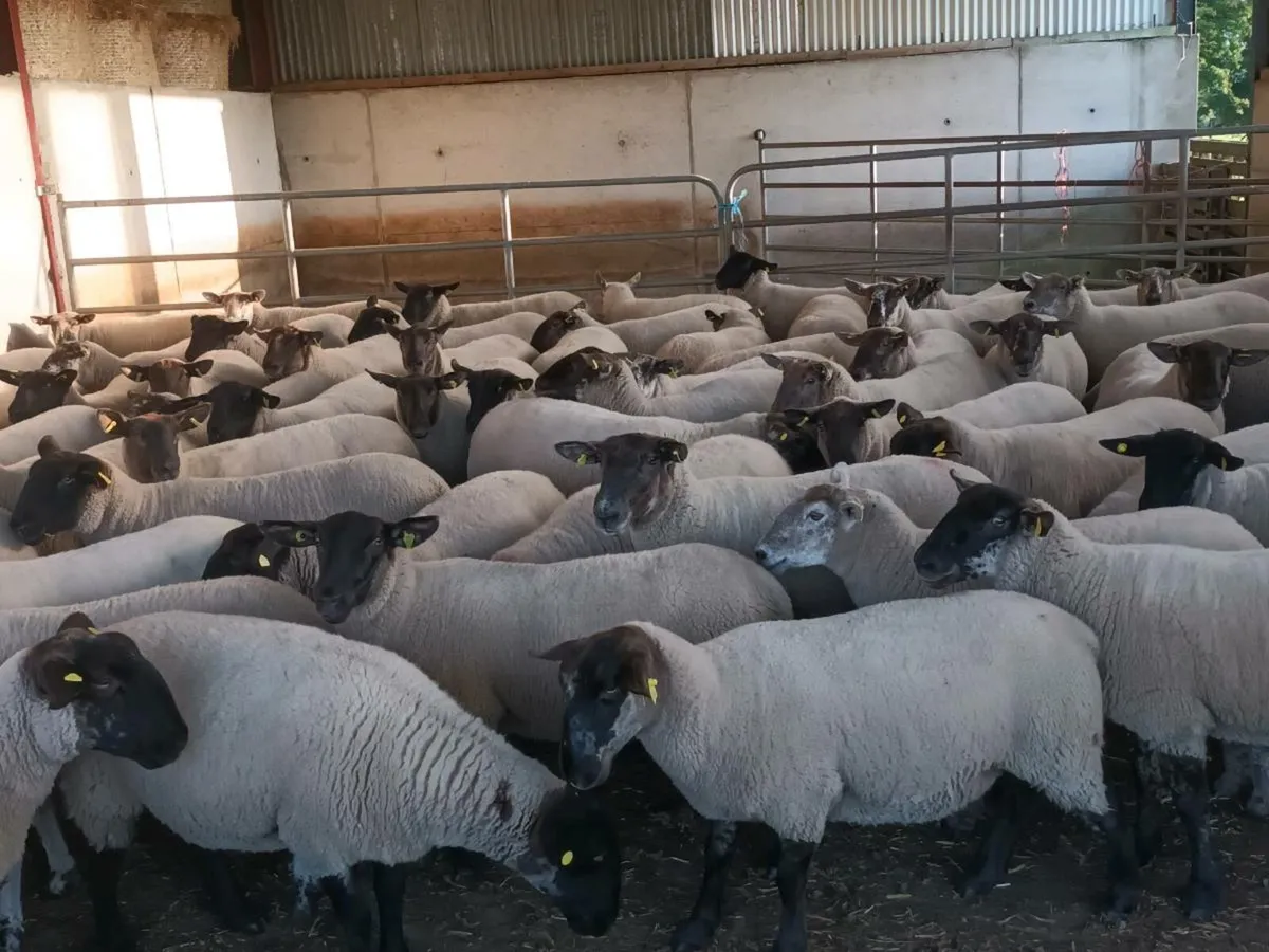 BORRIS MART THIS SATURDAY 16TH AUGUST - Image 4