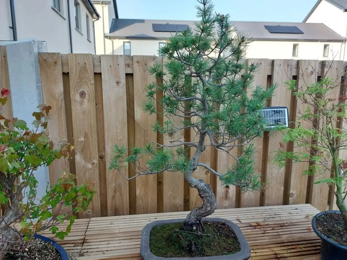 Bonsai Trees for sale - Image 3