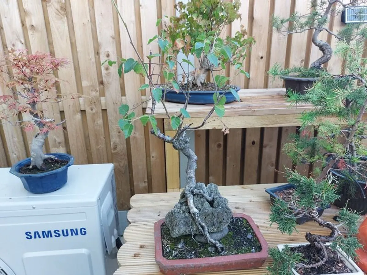 Bonsai Trees for sale - Image 4