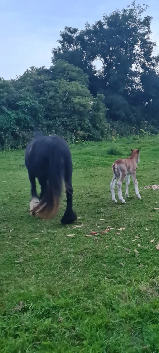 Mare and foal and 2 colts - Image 1