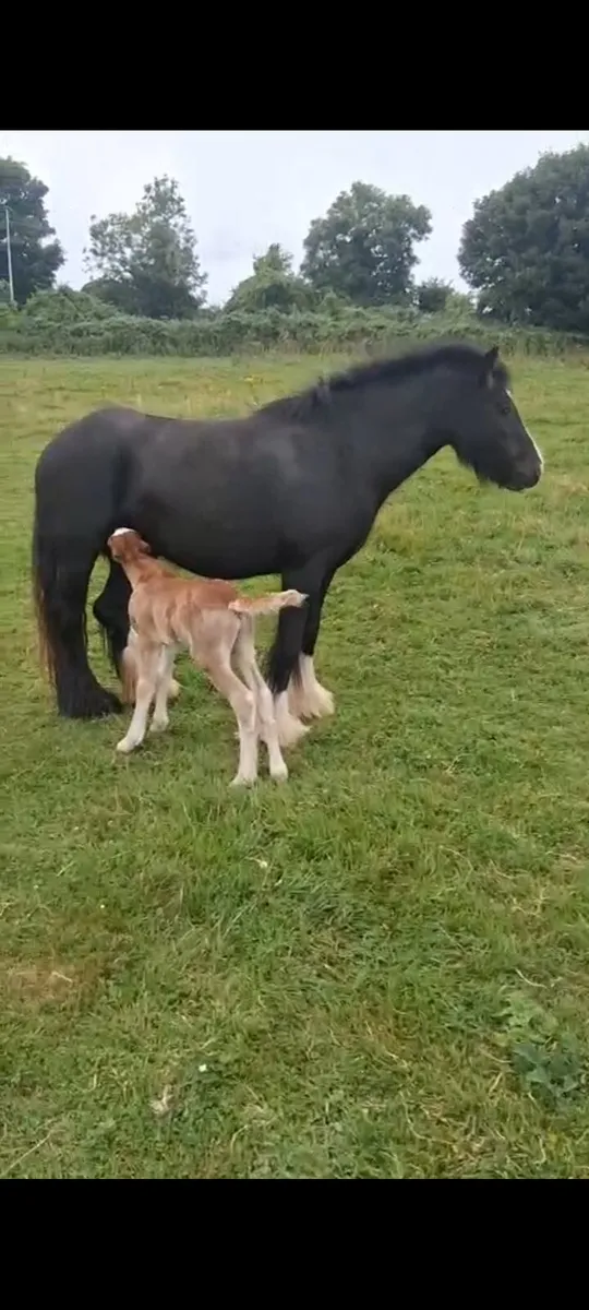 Mare and foal and 2 colts - Image 2