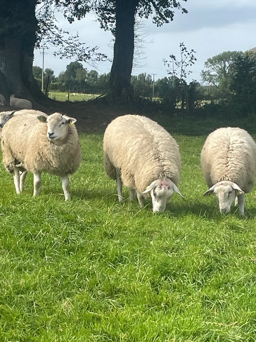 Sis qualified Belclare ram lambs - Image 1