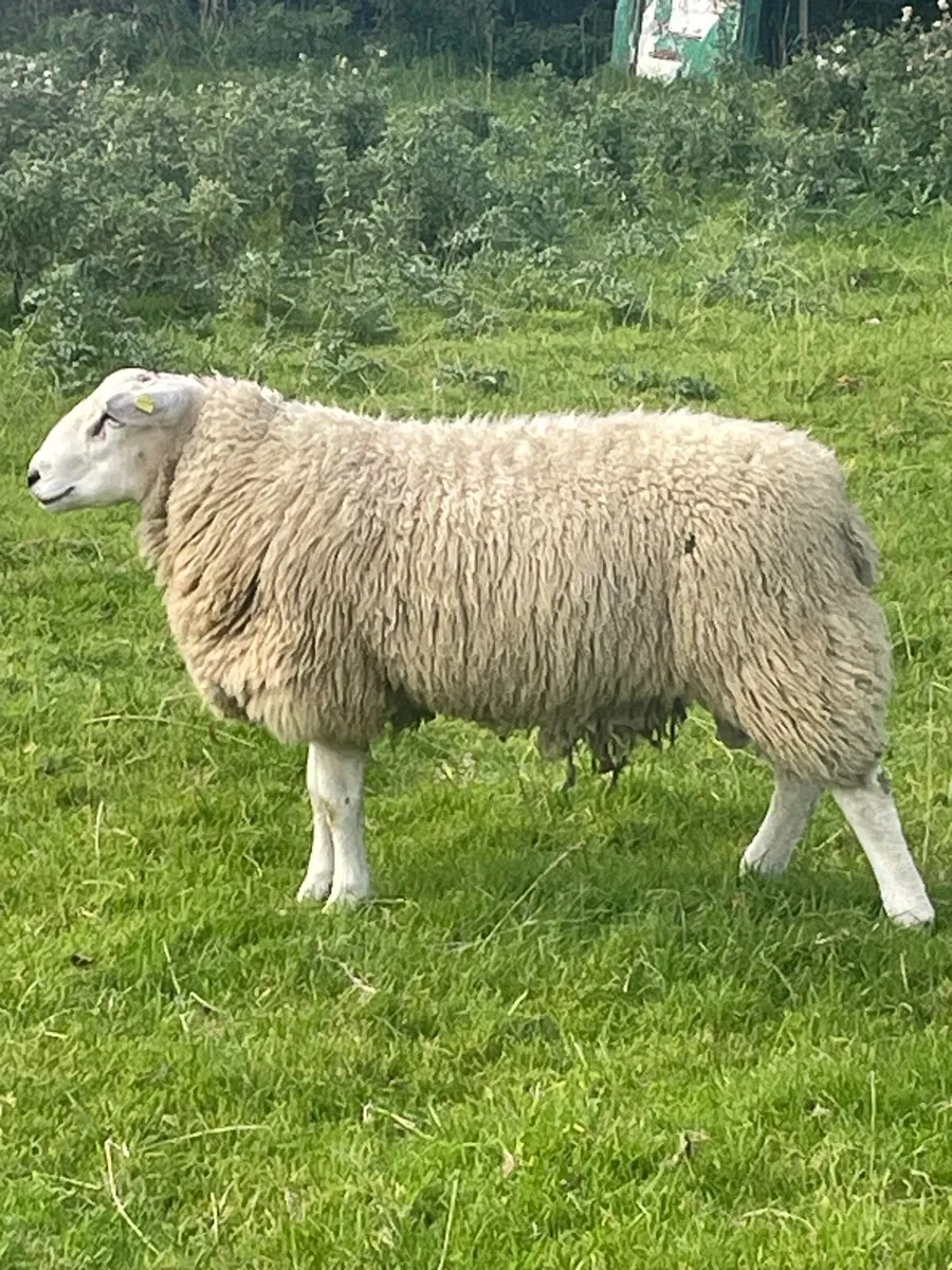 Sis qualified Belclare ram lambs - Image 2
