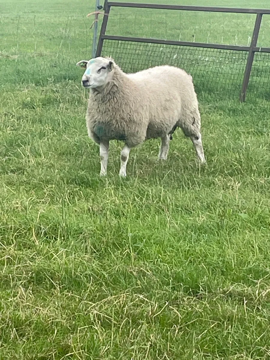Sis qualified Belclare ram lambs - Image 3