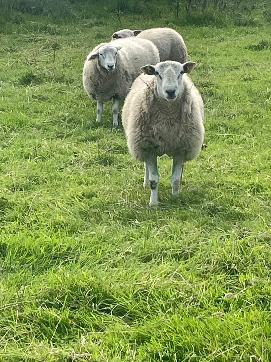 Sis qualified Belclare ram lambs - Image 4