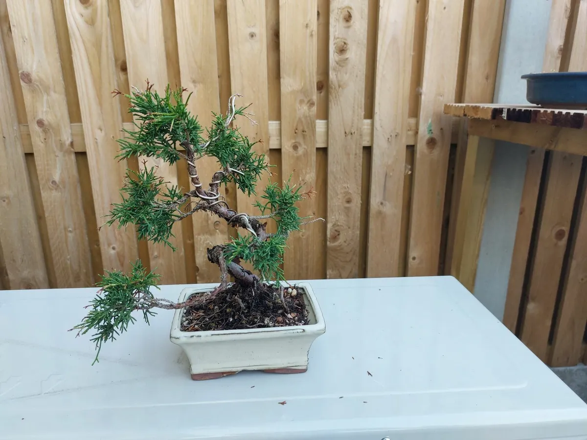 Bonsai Trees - Image 2