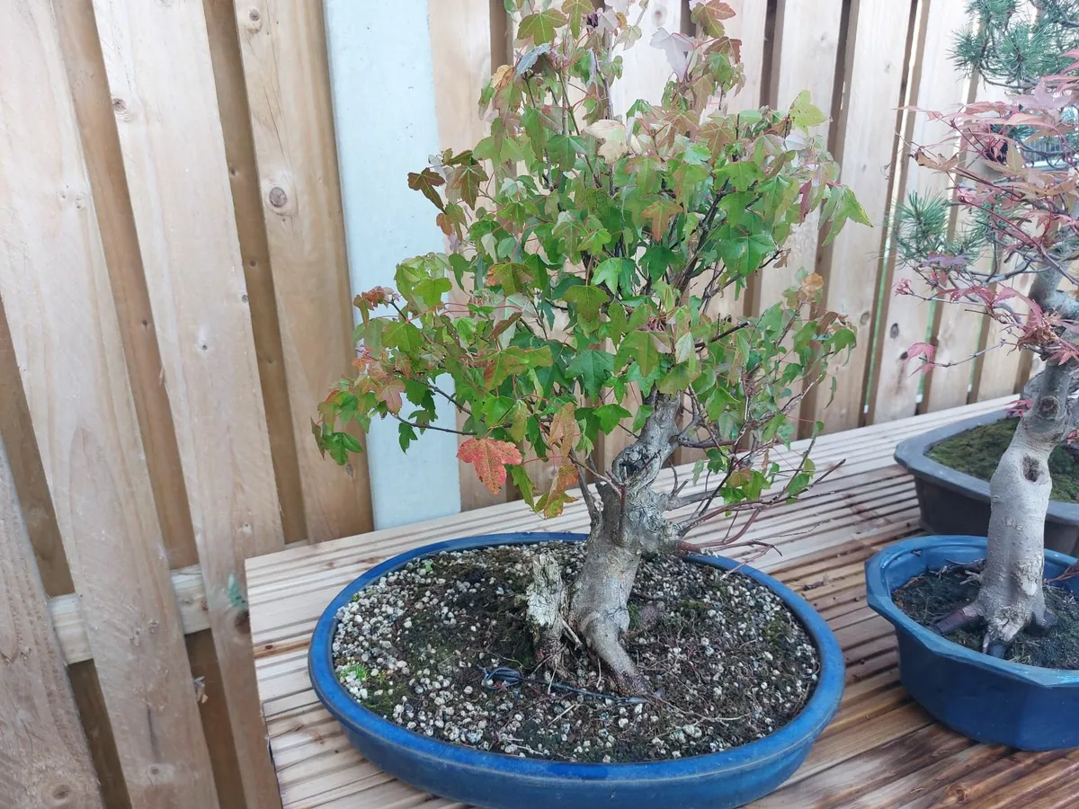 Bonsai Trees - Image 1