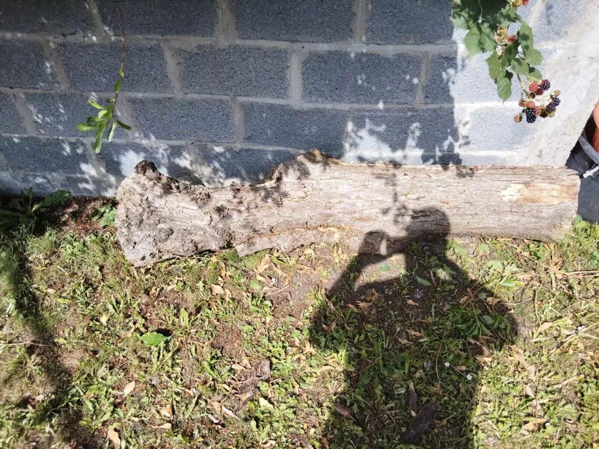 Log - Image 1