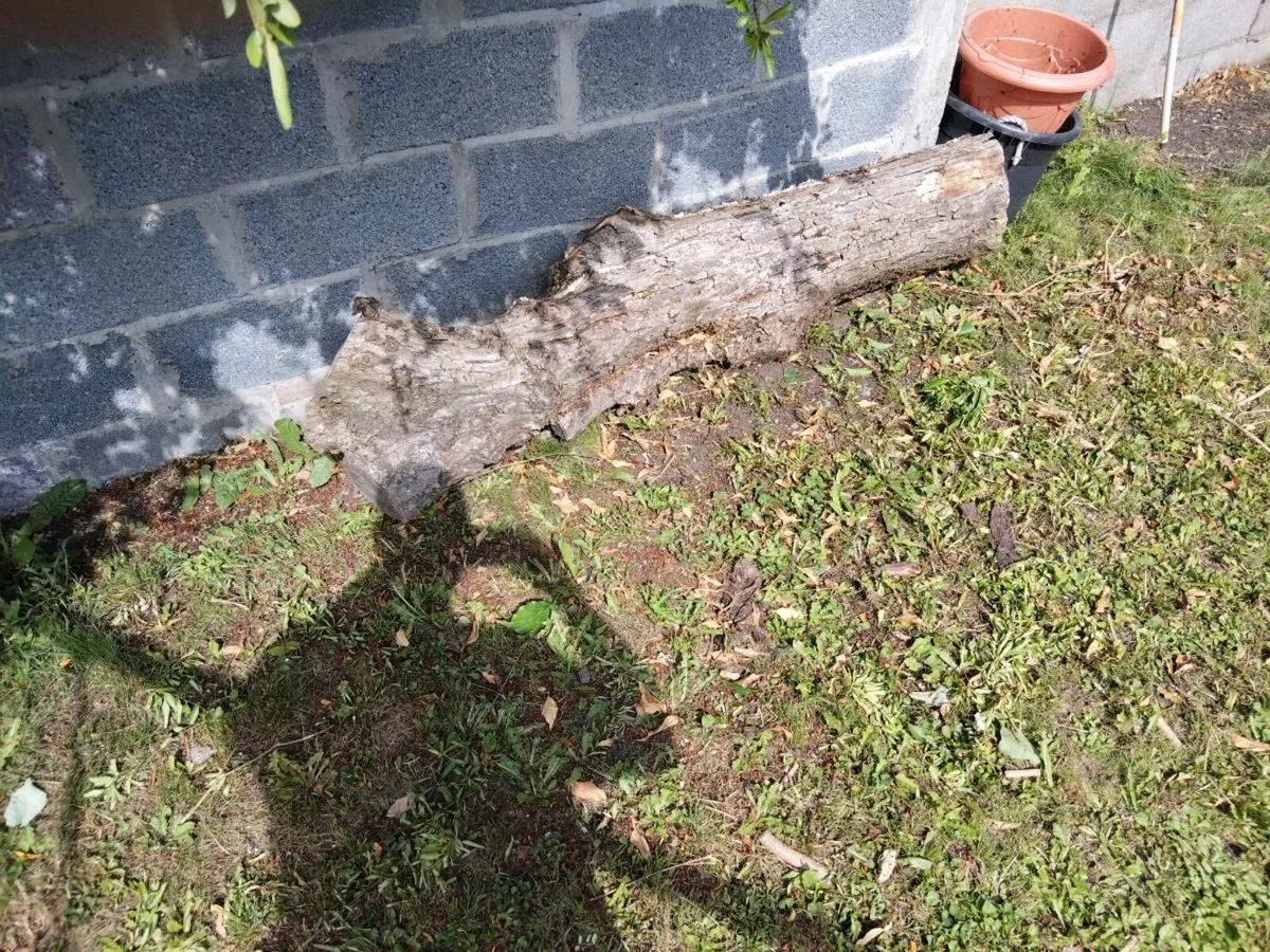 Log - Image 2