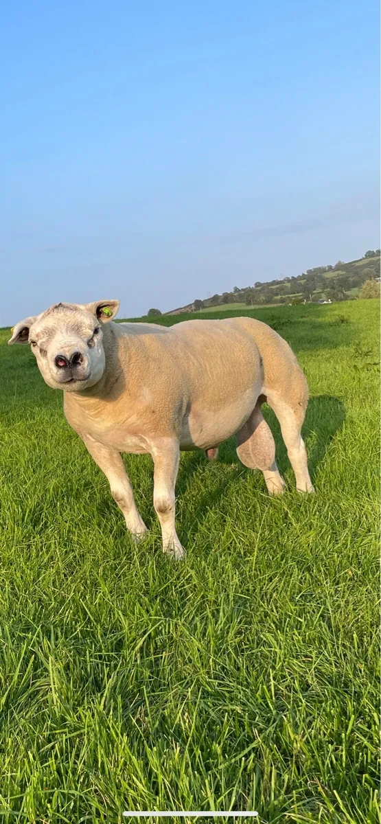 ✅SIS Approved 3yr old Texel Stock Ram ✅ - Image 1