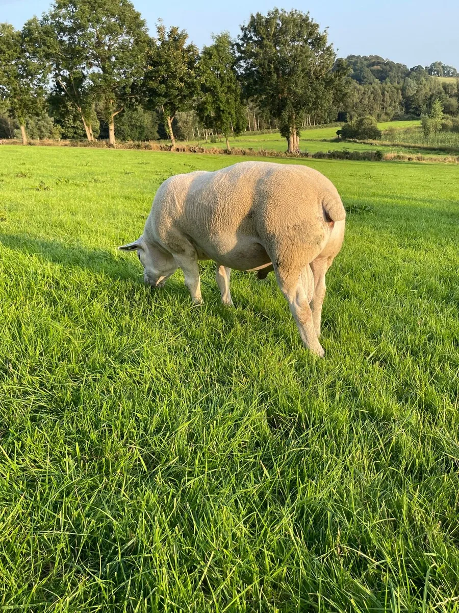 ✅SIS Approved 3yr old Texel Stock Ram ✅ - Image 2