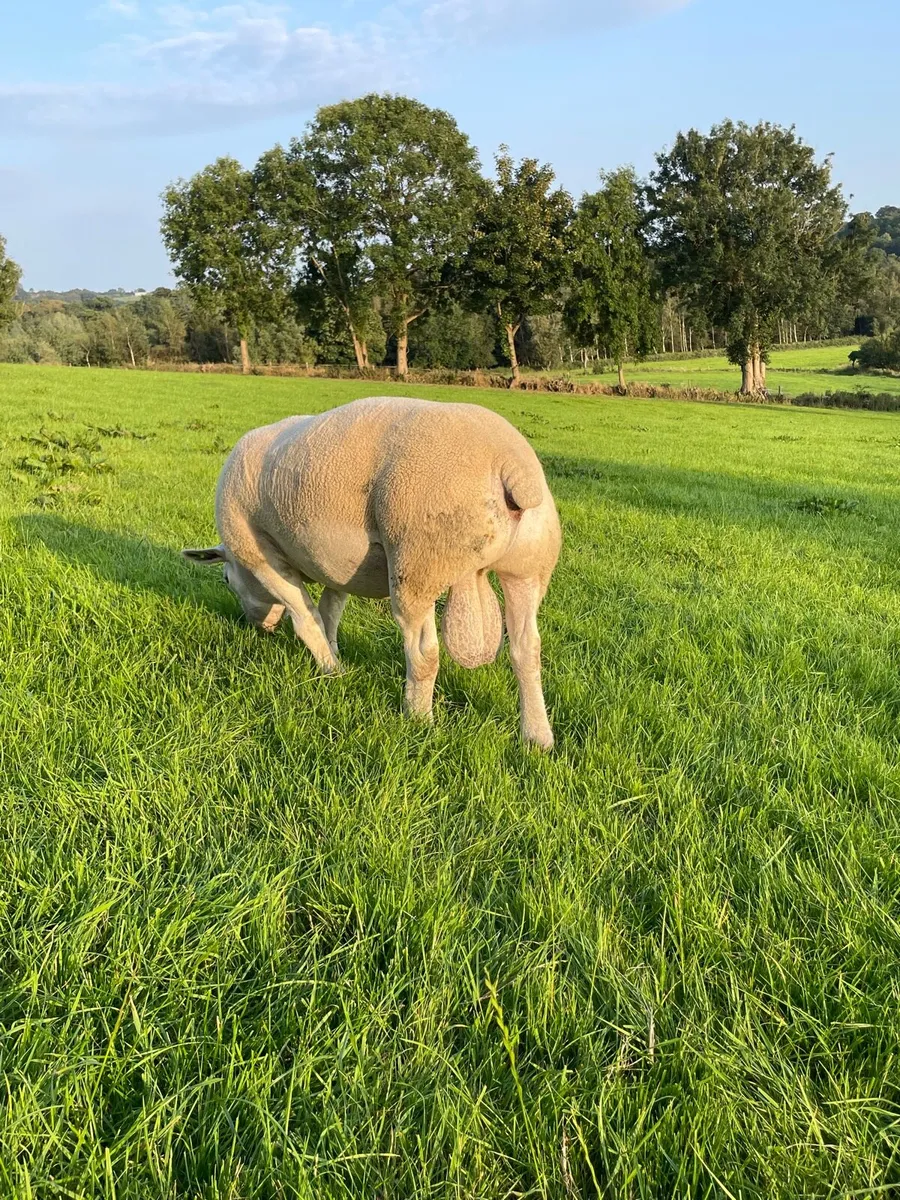 ✅SIS Approved 3yr old Texel Stock Ram ✅ - Image 3