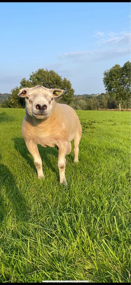 ✅SIS Approved 3yr old Texel Stock Ram ✅ - Image 4