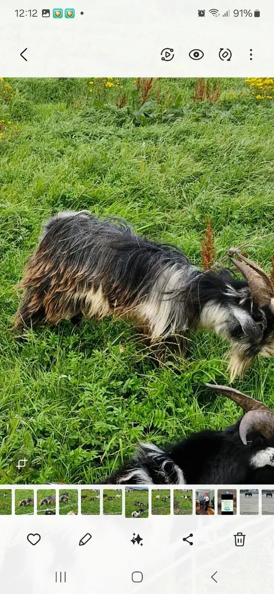 Pygmy goat - Image 1