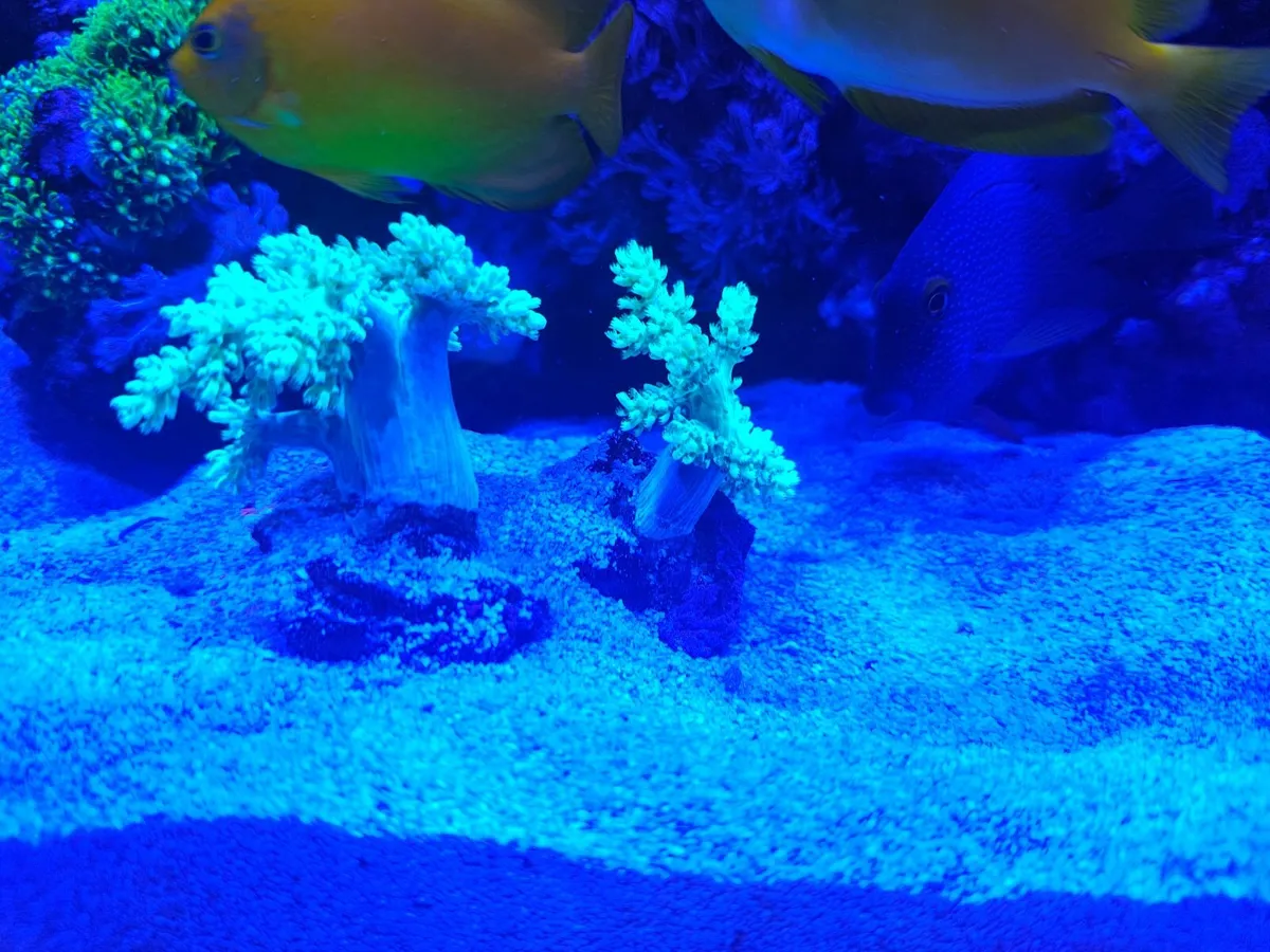 Coral