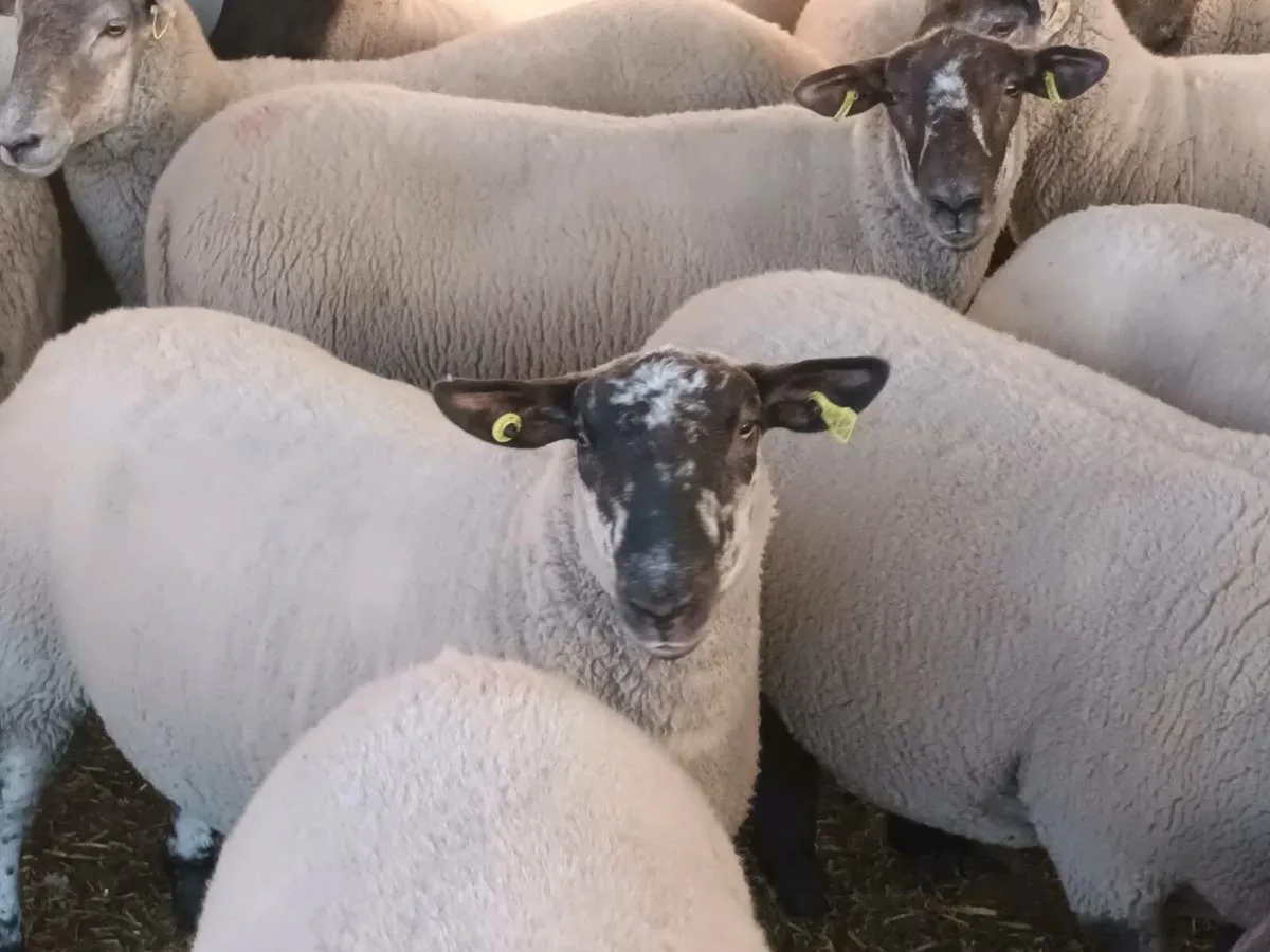 BORRIS MART THIS SATURDAY 16TH AUGUST - Image 1